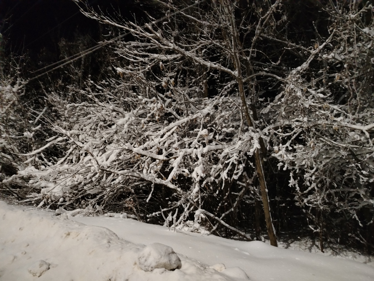 Возле забора у Второго дома вчера вечером. 