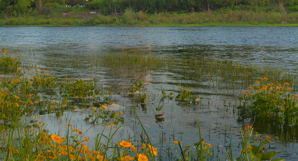 Первое летнее утро 2025