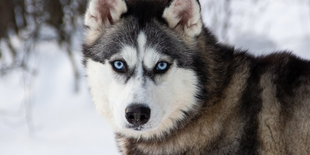 Зимуля-красотуля всё ещё не обрела дом и того, кто будет носить на руках эту принцессу ✨