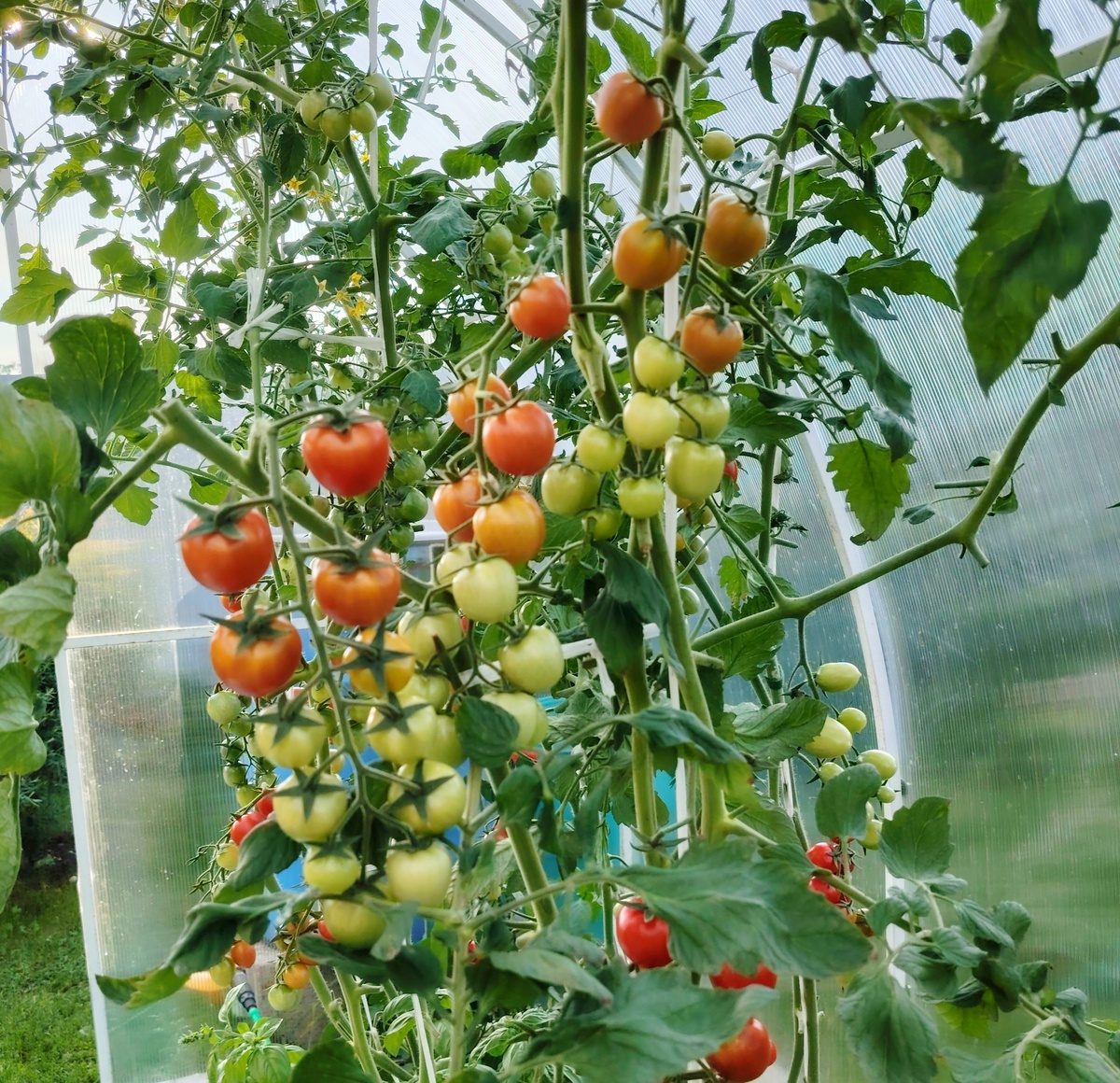 Круглые из собраных семян, длинненькие F1