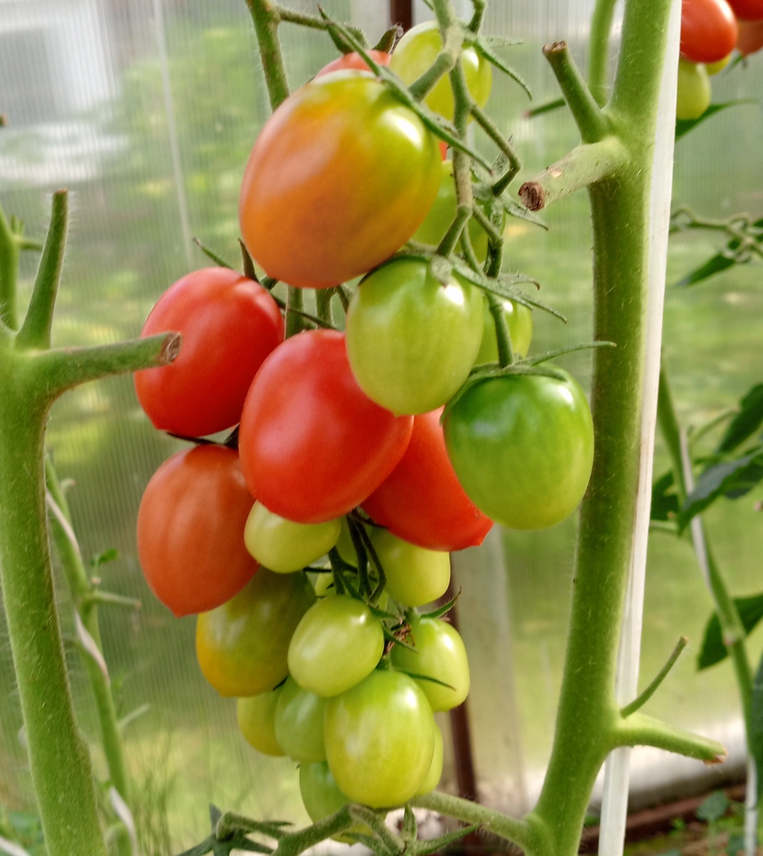 Черри Ира F1