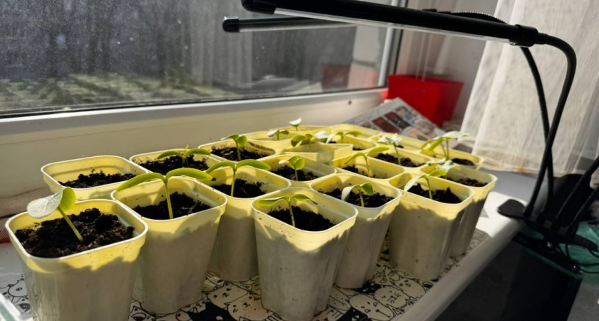    Первый городской канал Калининград