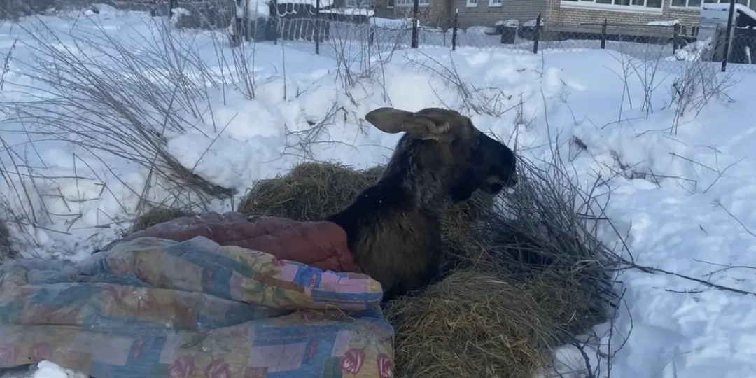 Жители Ярославской области спасают замерзающего лося одеялами