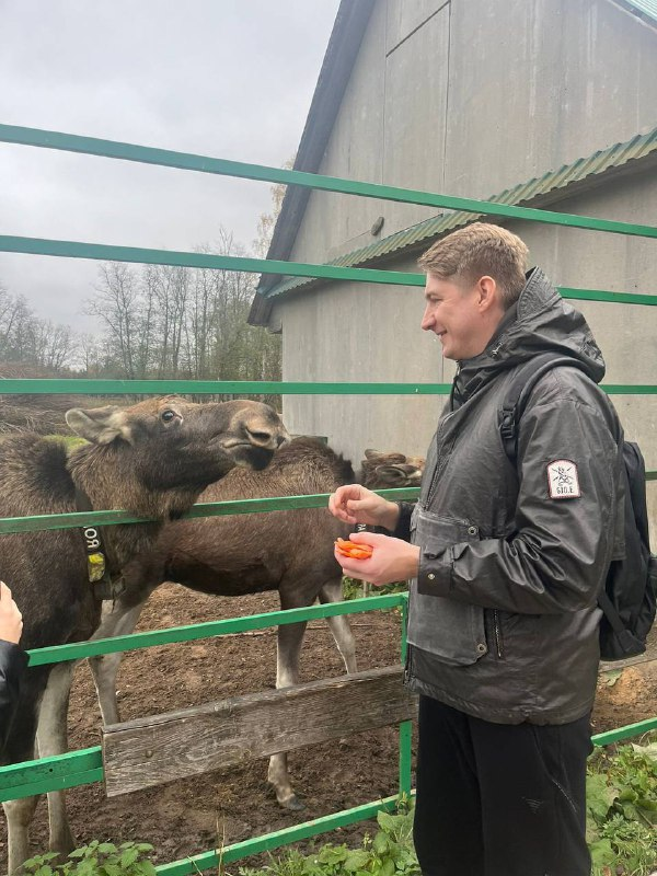 Морковные "конфетки" для лосей