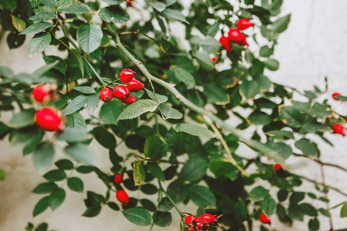    В шиповнике много антиоксидантов, которые помогают снизить уровень различных воспалений и окислительного стрессаpexels