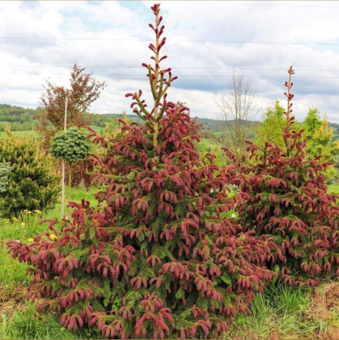 Ель обыкновенная Rydal. Фото из пинтерест.