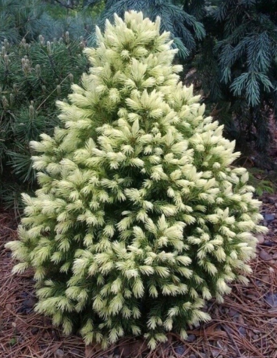 Ель колючая Bialobok. Фото из интернета.