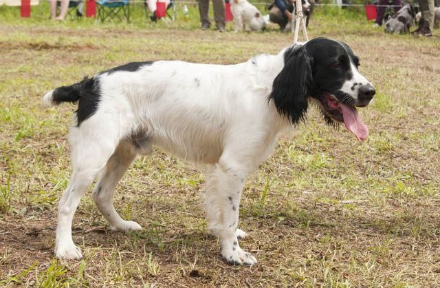 Кокосы на пальме или отличия РКФ от РОРС.