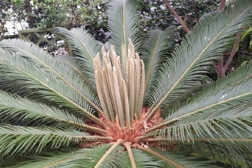    Ботанический сад УрО РАН