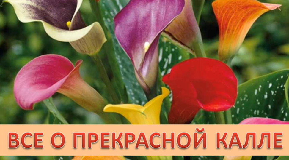 Каллы: неприхотливые королевы летнего сада. Мой опыт выращивания и секреты ухода.