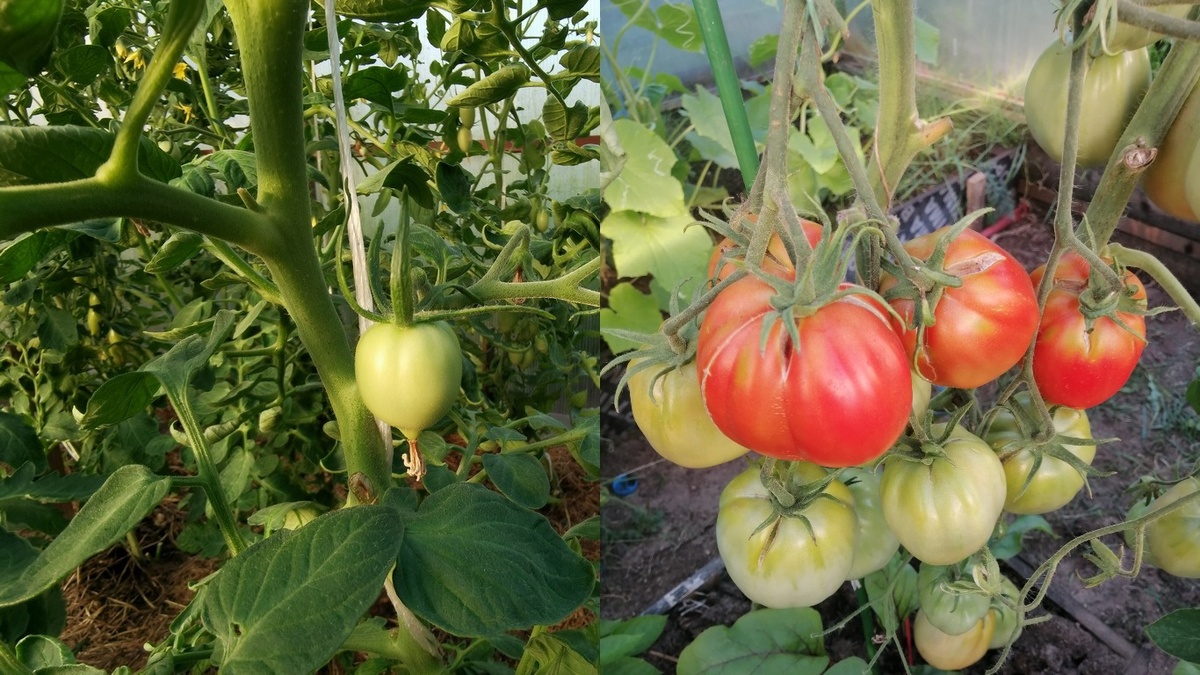 Разница в урожае заметна невооруженным глазом