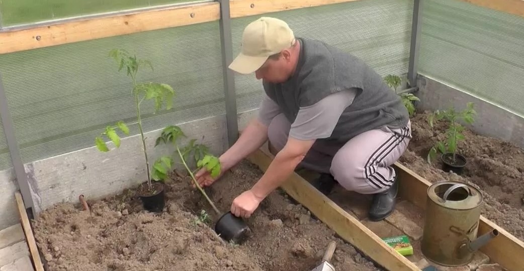 Высадил низкорослые томаты в траншеи глубиной 15 см. Урожай превысил ожидания в 2 раза