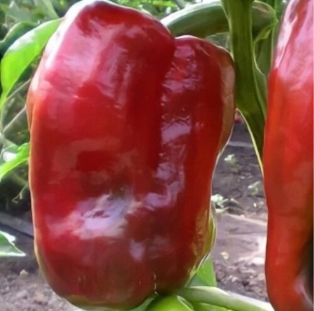 Фото с сайта stroy-podskazka.ru