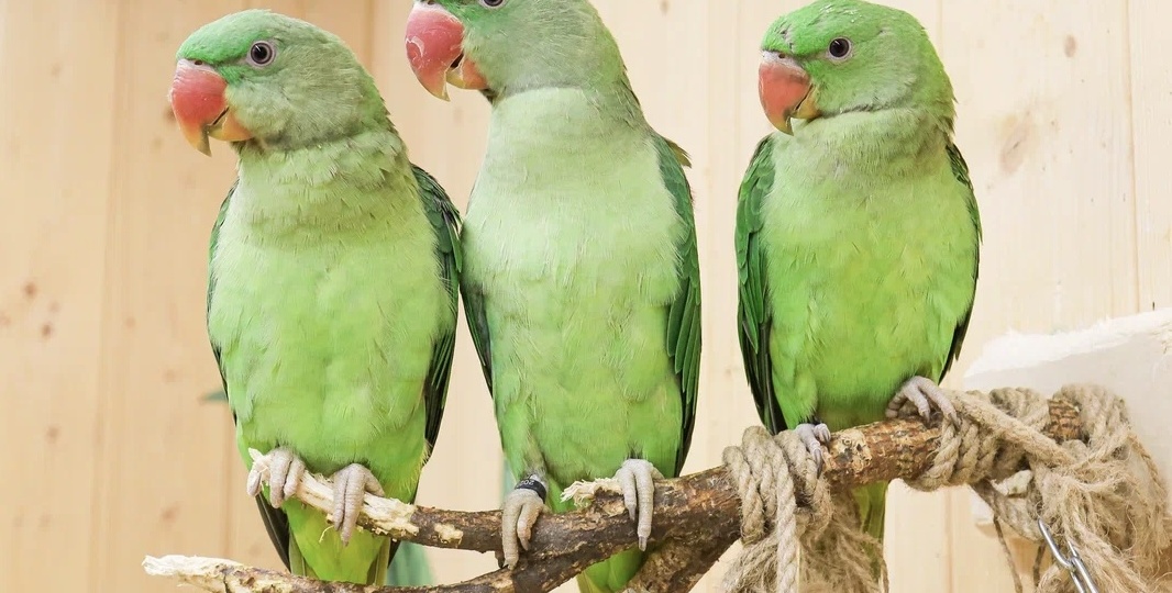 Чувствуют ли попугаи стресс — и как человек может его не замечать