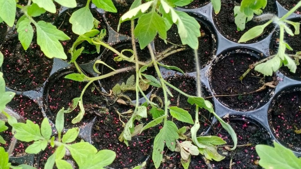 Так выглядела моя рассада через семь дней после высадки в пластиковые ящики