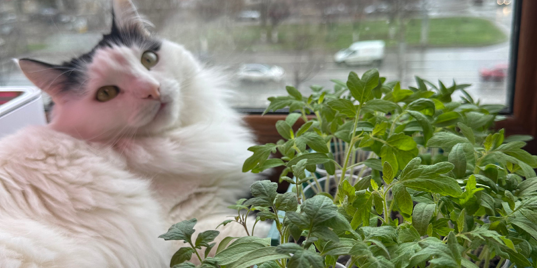 Влюбляю в помидоры . Часть 14. Основное про подкормки томатов.