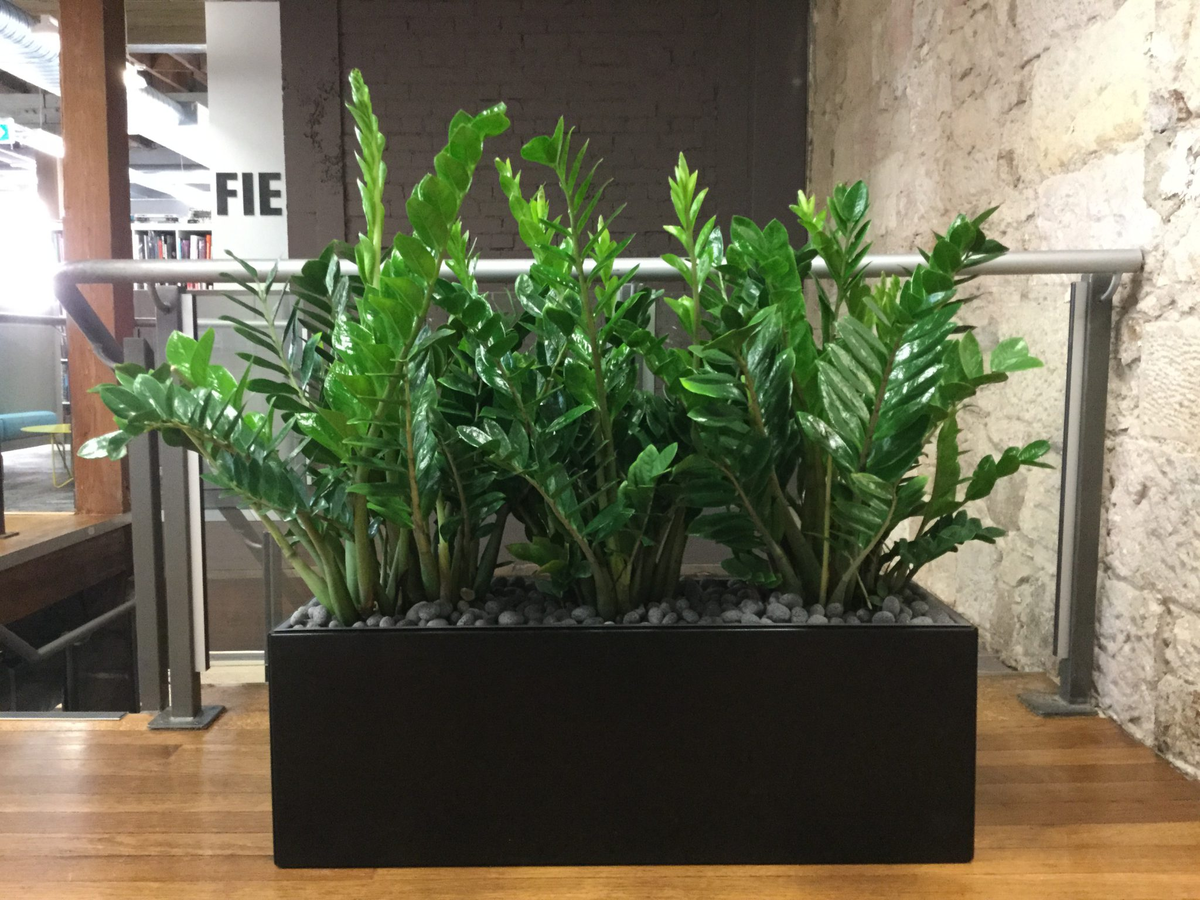 Замиакулькас от NatureWalls