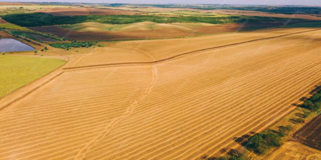 Когда у нас зима – там лето: Пампа, живая степь Южной Америки