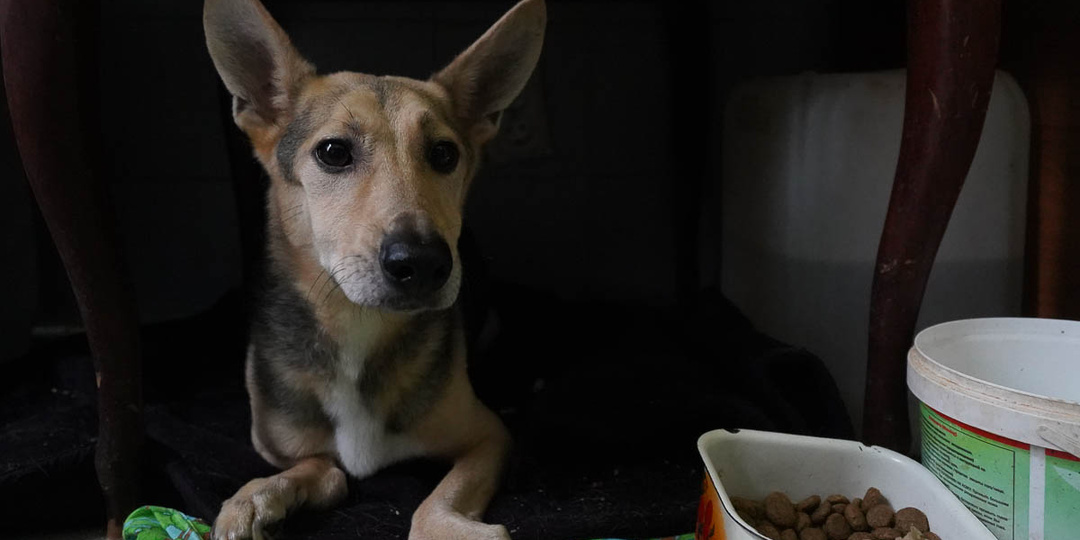 Вода замёрзла в трубах волгоградского приюта на 2000 животных