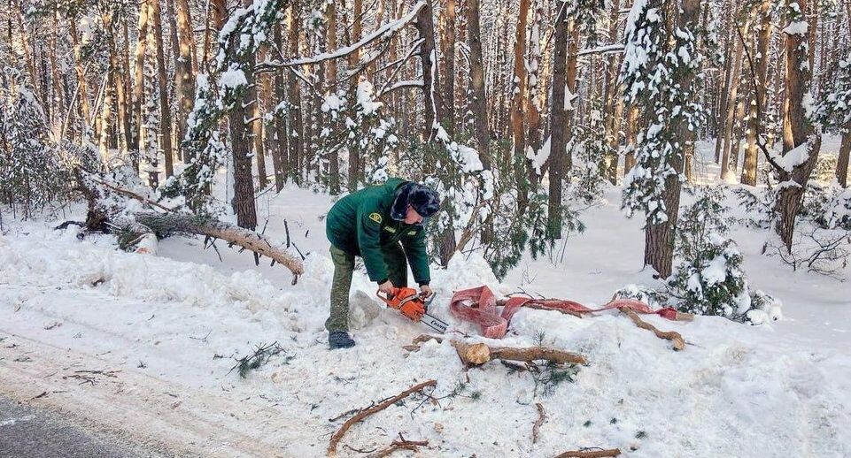    Комитет лесного хозяйства Московской области