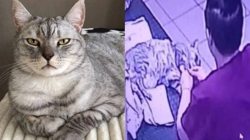 В Новосибирске хозяйке кота, убитого стажером в ветклинике, выплатят 30 тысяч