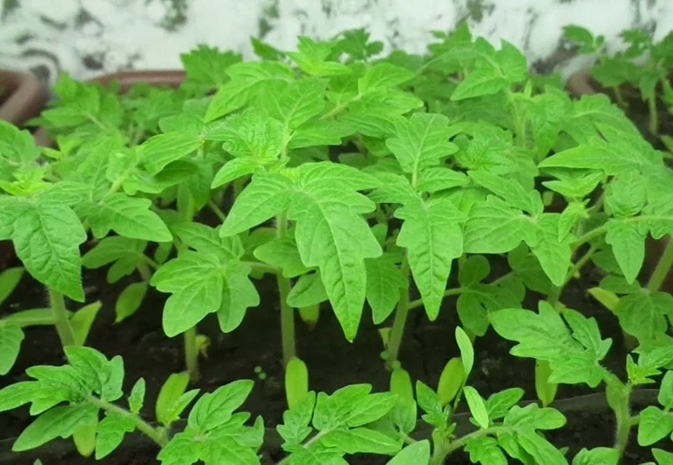 Томаты после зольного настоя