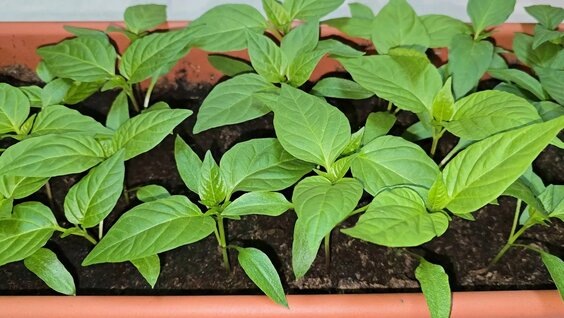 Перец сладкий  после настоя яичной скорлупы 