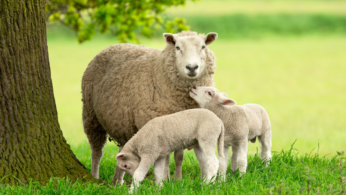    Фото: Serenity Images23/Shutterstock/FOTODOM Ягненок уже через несколько часов после рождения учится безошибочно различать голос матери по особому тону, частоте и ритму