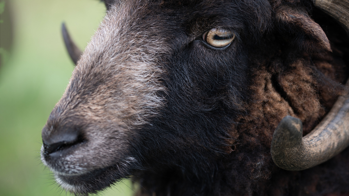     Фото: leopictures/Shutterstock/FOTODOM Зрачки у овец горизонтальные и прямоугольные, а расположены глаза по бокам головы. Такое строение позволяет видеть мир примерно на 300° вокруг себя