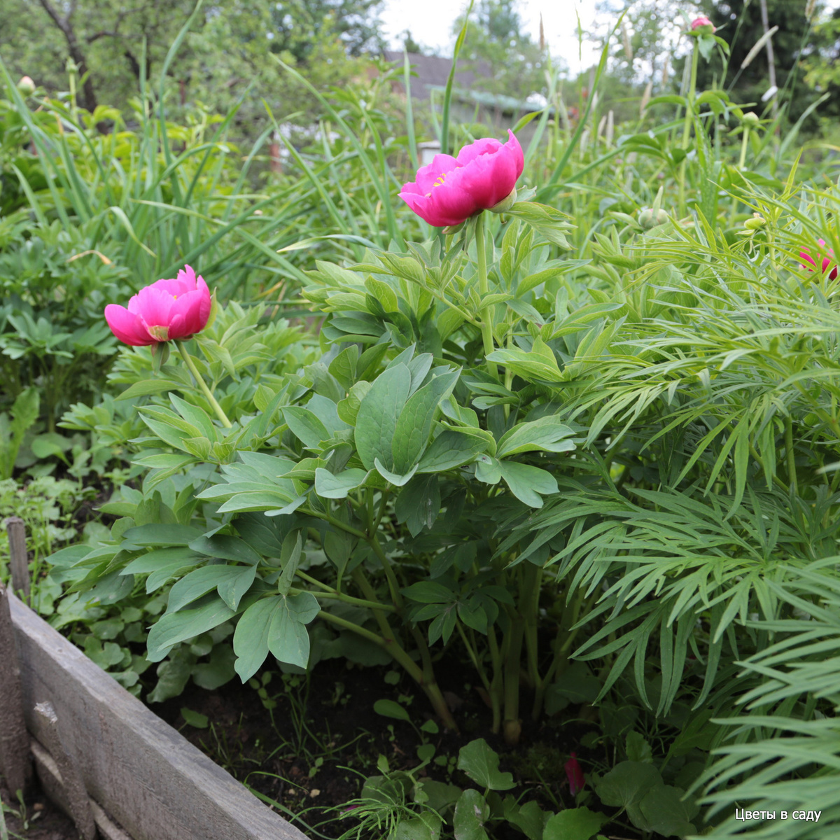 Карлики 'Happy' на фоне листвы 'Early Scout' 