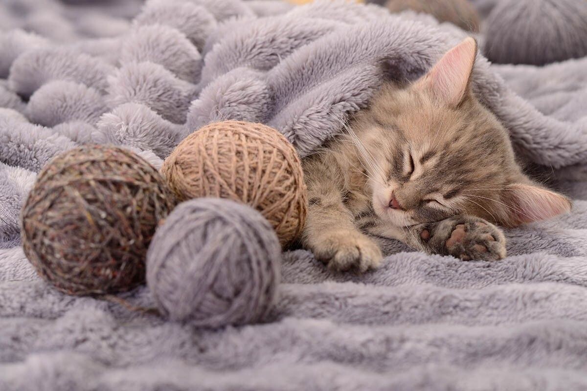 Уютная обстановка и теплый плед создают спокойную атмосферу для отдыха. Источник: Tsekhmister / Shutterstock / FOTODOM📷
