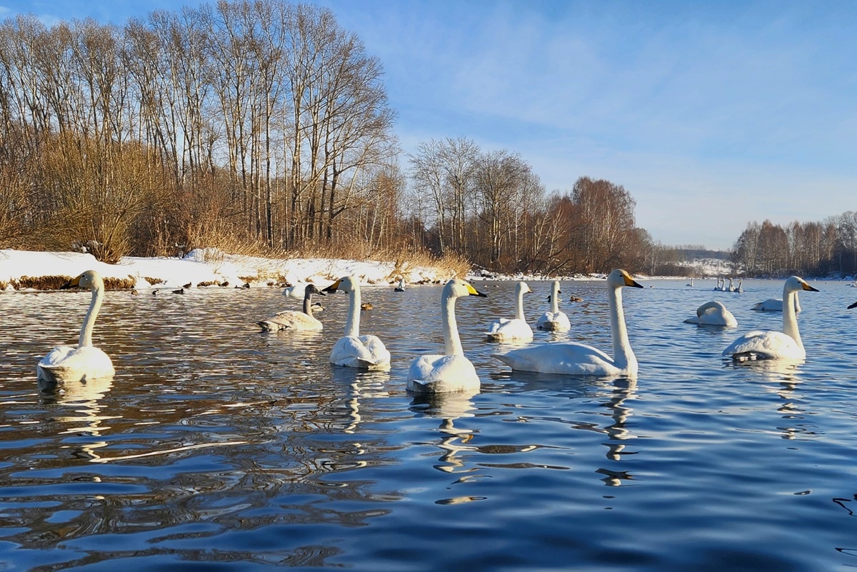    Фото: Алексей Эбель, источник vk.com altay_birder