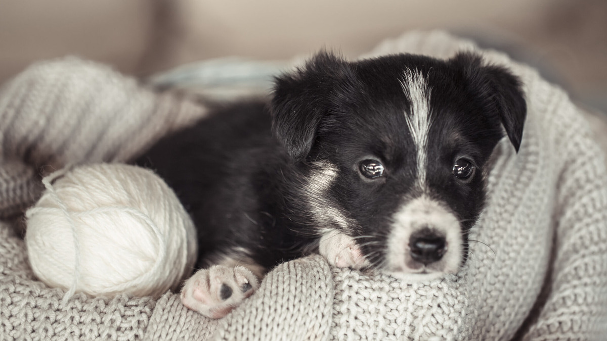    «А это Пряник»: щенята, которых должны были утопить, стали звёздами соцсетей