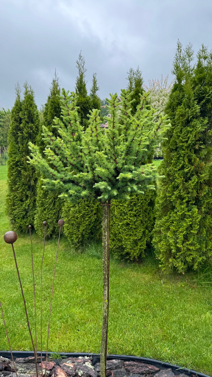 На заднем плане изгородь из туи Смарагд