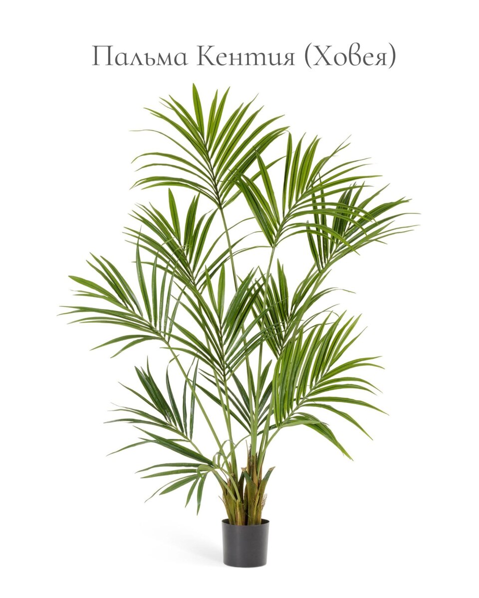 Кашпо и растения TREEZ Collection