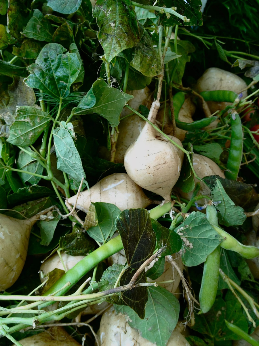 Стручки листучки