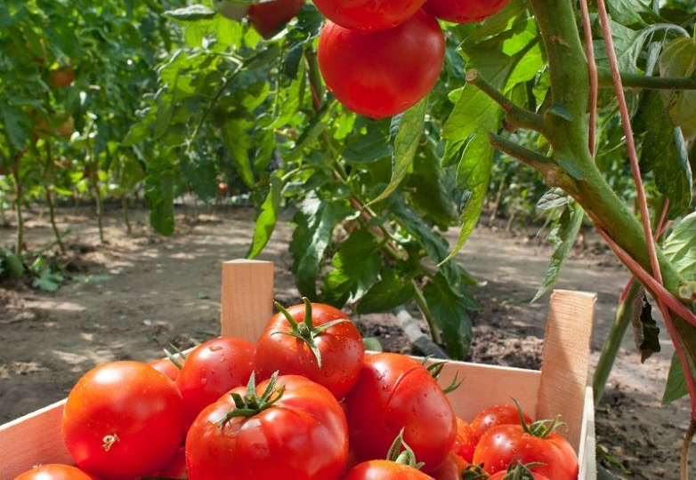 ТОП ЛУЧШИХ ТОМАТОВ: ПРОВЕРЕННЫЕ сорта от моих подписчиков