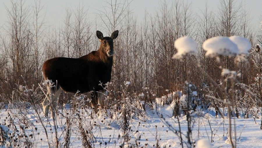 Жительница Торжка встретила в лесу дикую красавицу