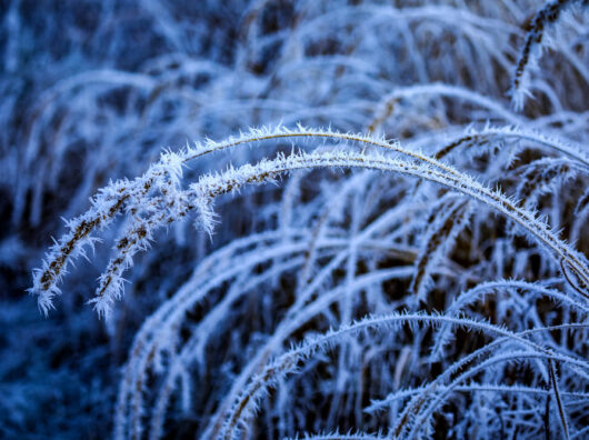    заморозки // фото: Изображение от wirestock на Freepik