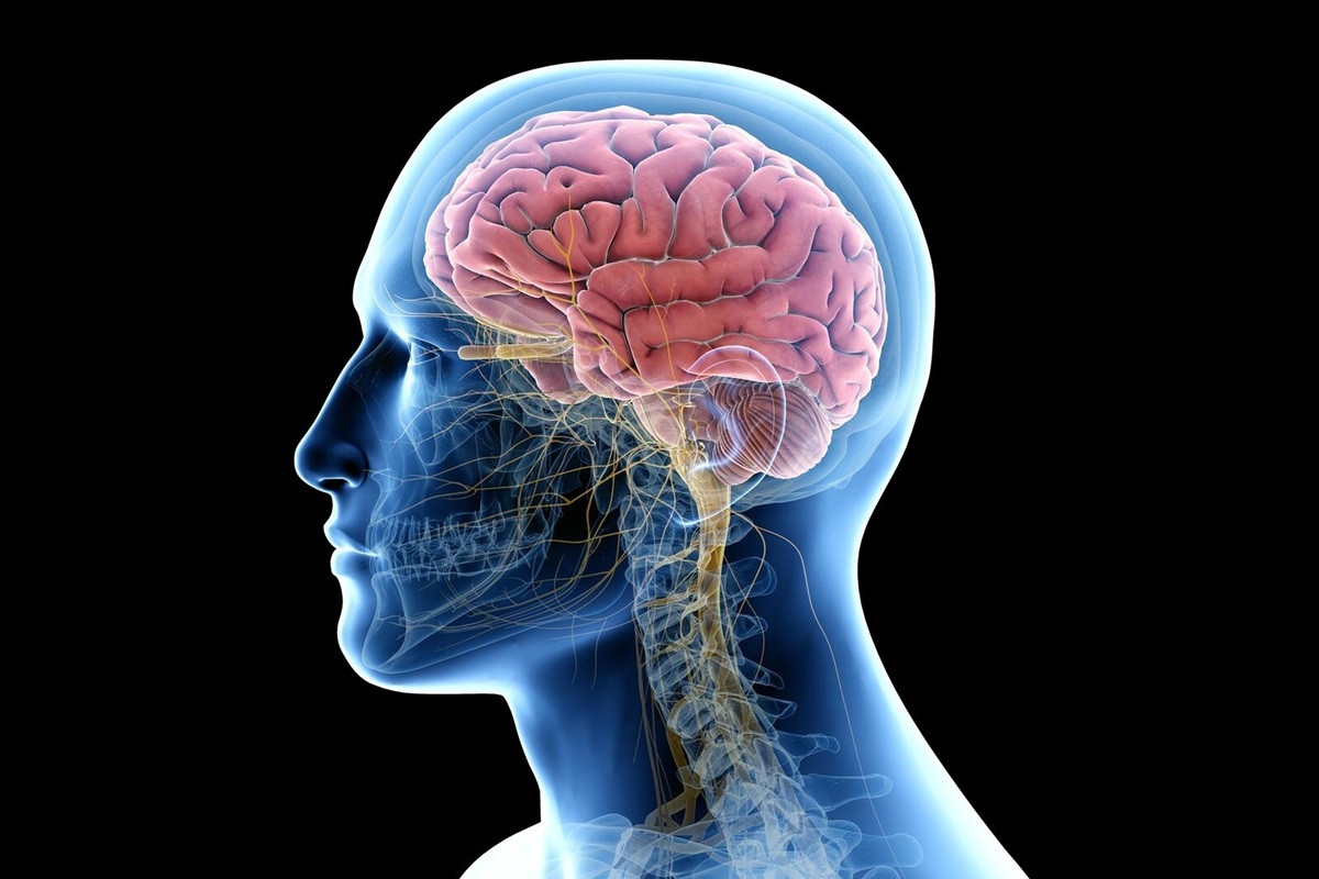     Ученые обнаружили главный «центр очистки» тканей нервной системы