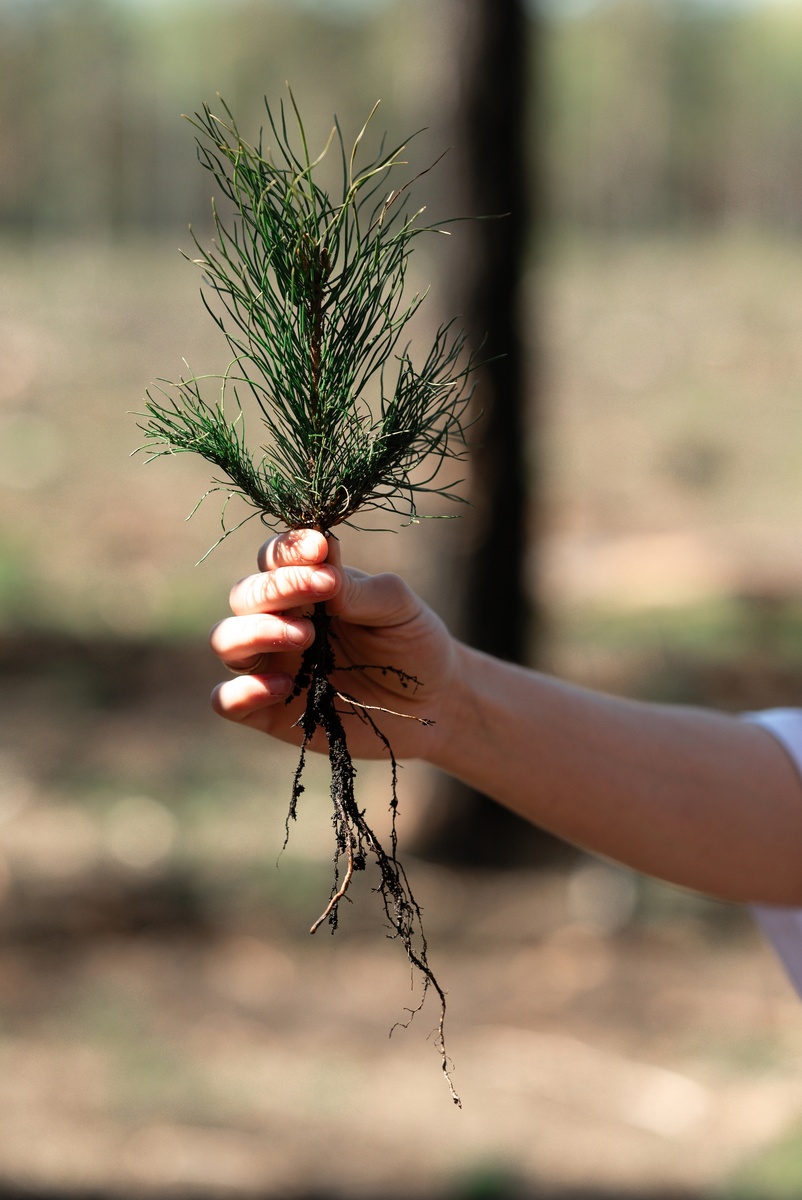Фото: РусКлиматФонд