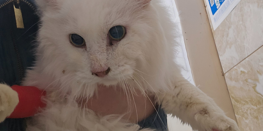 Помогите спасти приютских кошек.