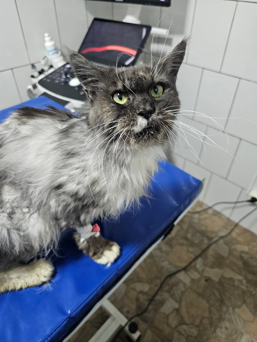 Фото автора. Соня в клинике.