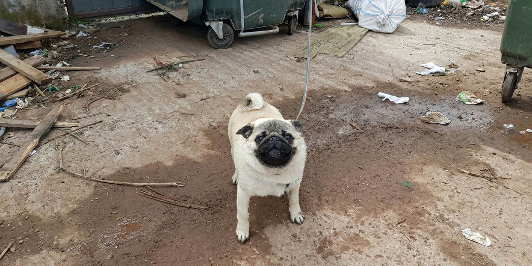 Пса привязали к мусорке и ушли: рабочие спасли собаку с улицы, а оказалось, его ищут хозяева