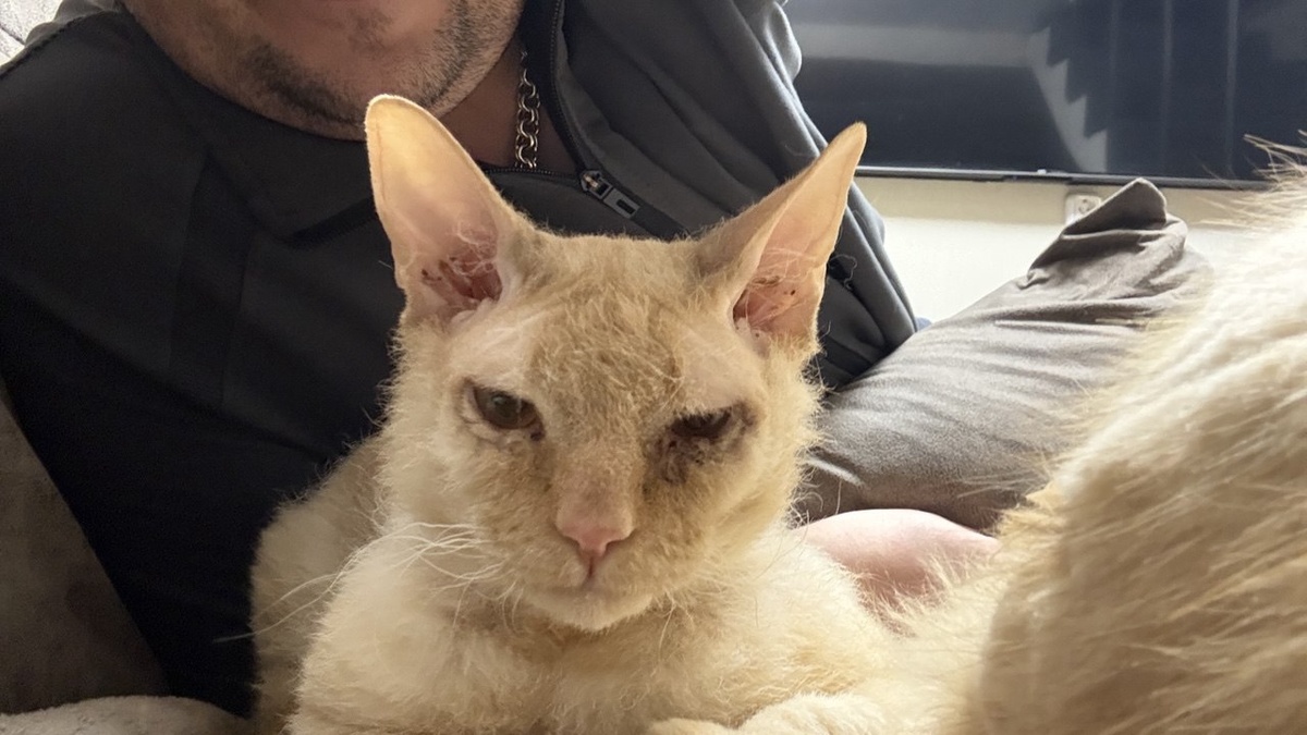 Корниш-рекс Персик. Операция - позади. Дом - впереди.