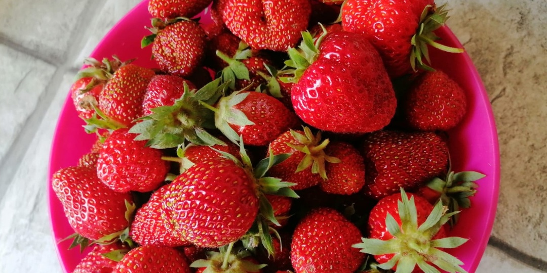 Отказался от весенней пересадки клубники ради урожая. За 3 года ягод стало на 80% больше