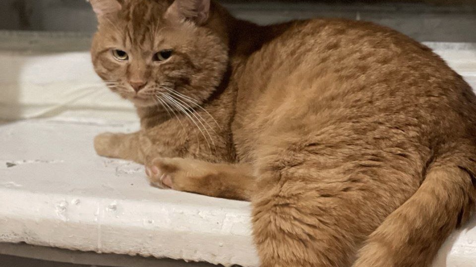 Год одиночества Чиха: рыжий мечтатель всё ещё ждёт своего человека