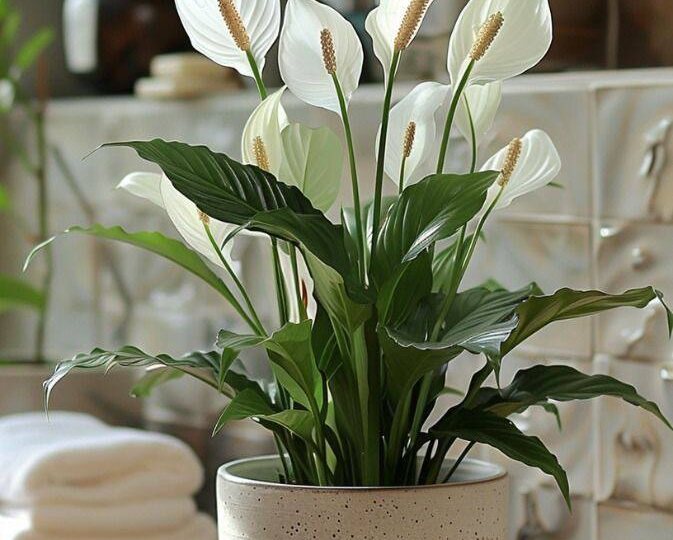 «Цветок счастья»: всё, что нужно знать о спатифиллуме для дома и офиса