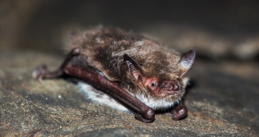 Редчайшая находка: Длиннохвостая ночница впервые замечена на зимовке в Алтайском крае