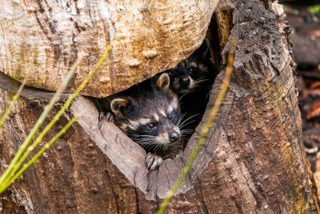   Фото из архива Калининград.Ru